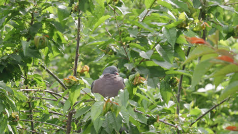 Wild-wood-pigeon-sitting-perched-high-up-in-a-sycamore-tree-in-the-UK-countryside