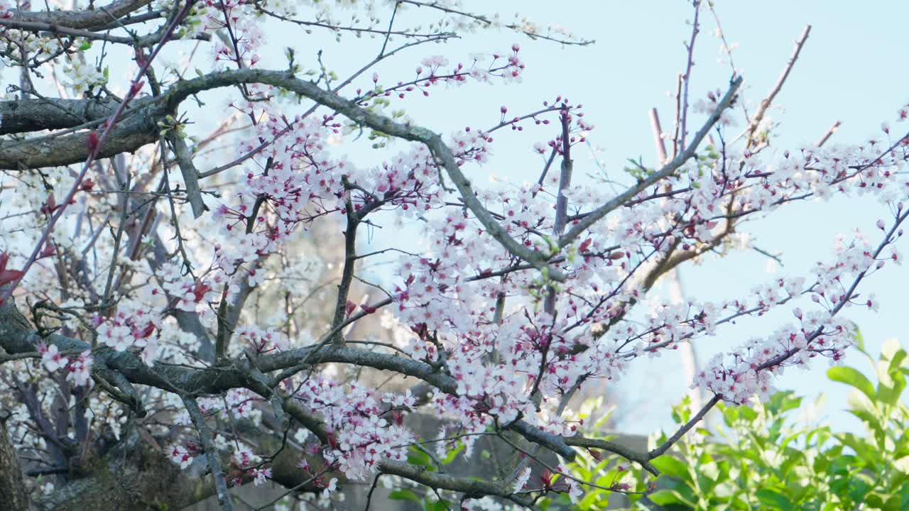 Delicate cherry blossoms blooming on bare tree branches in soft spring light