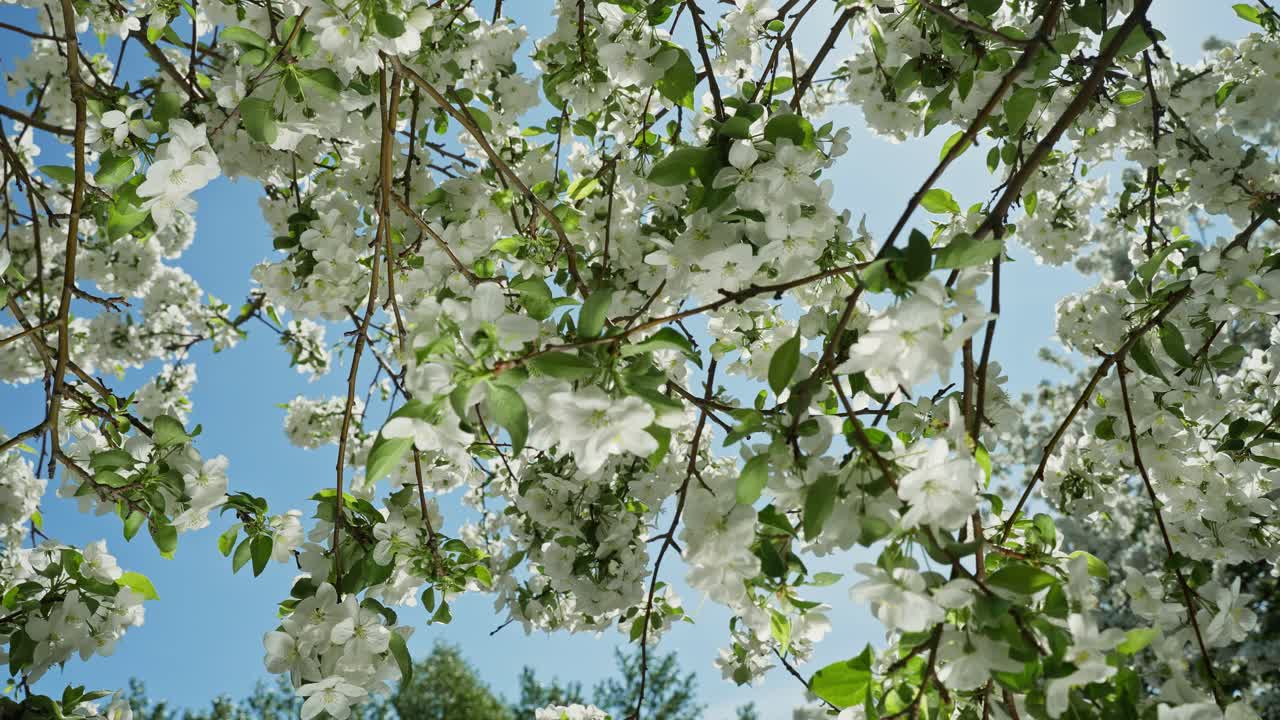 봄 에 꽃 이 피는 사과 나무