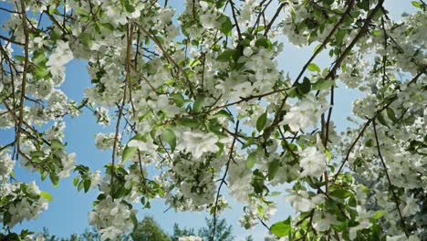 blooming apple tree in spring