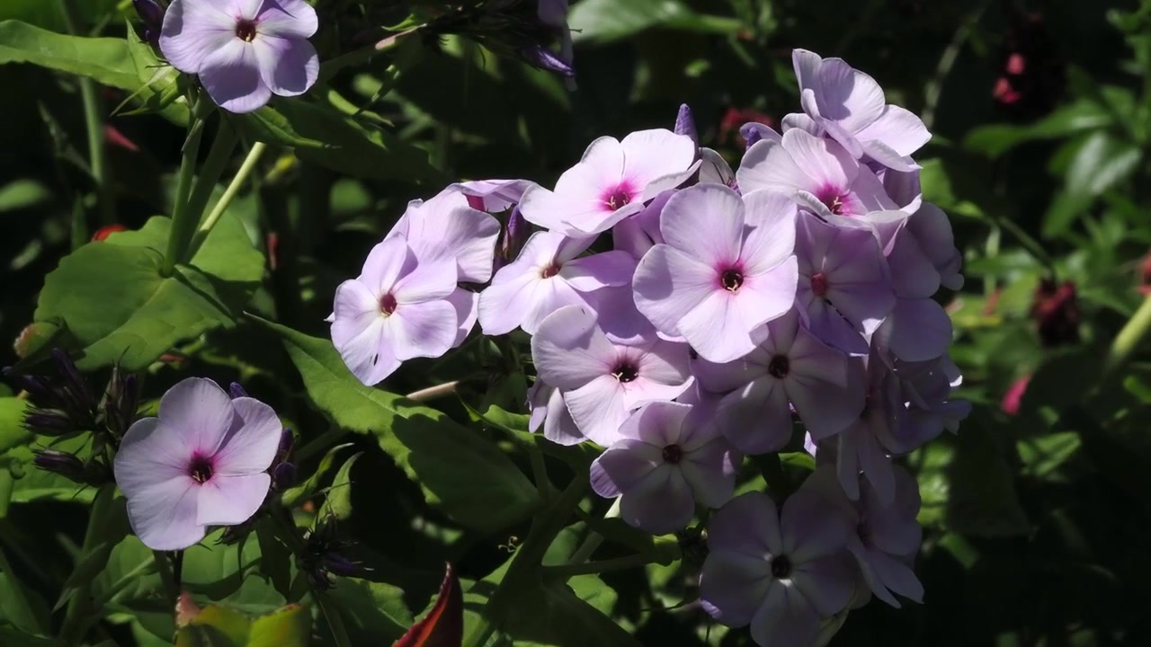 Pink phlox flowers opened fully for the sunshine
