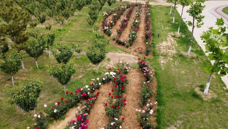 Vista-Aérea-Sobre-Un-Colorido-Jardín-De-Rosas-En-Weihai,-China---Aumento,-Disparo-De-Drones