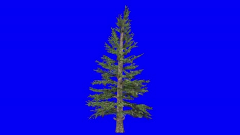 3D-norway-spruce-tree-with-wind-effect-on-blue-screen-3D-animation