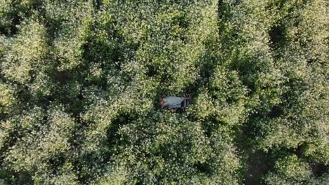 Antenne-Einer-Jungen-Frau,-Die-In-Blumen-Liegt