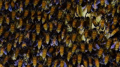 Es-Ist-Bekannt,-Dass-Honigbienen-Große-Nestkolonien-Mit-Symmetrischen-Taschen-Aus-Wachs-Bauen,-Um-Honig-Als-Nahrungsquelle-Zu-Speichern