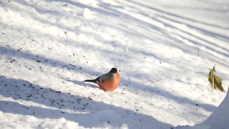 Eurasian-bullfinch-eat-in-snow-on-sunny-day