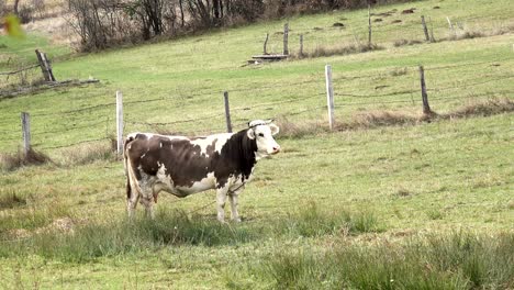 the cow on grass