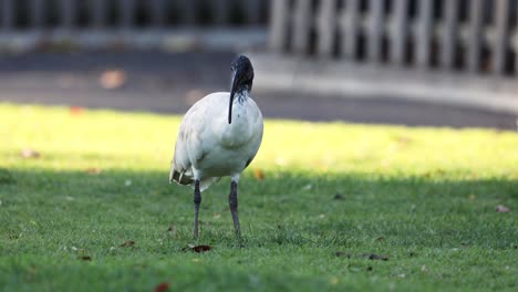 ibis walking on grass in melbourne zoo