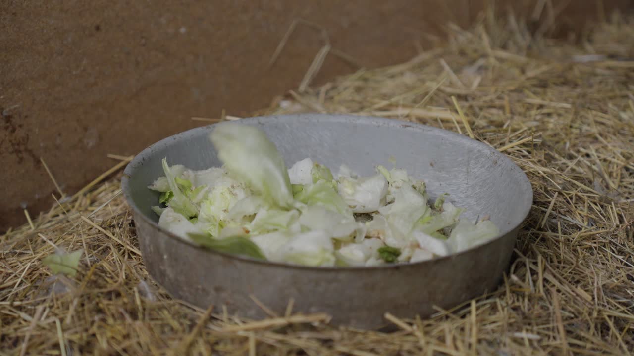 Metal bowl with chopped greens on straw-covered ground in an animal feeding area