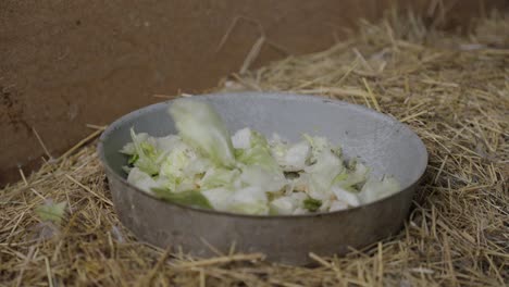 metal bowl with chopped greens on straw-covered ground in an animal feeding area