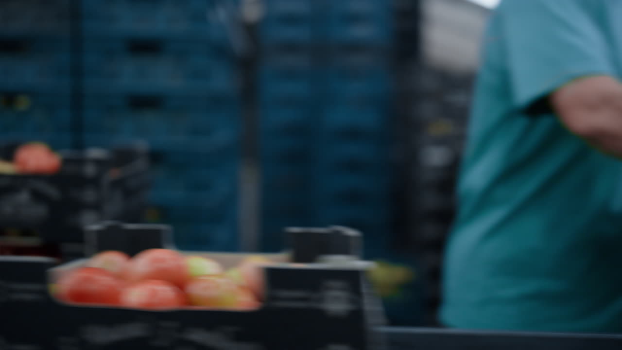 Operai in un magazzino di una fabbrica di confezionamento pomodori che selezionano scatole di prodotti alimentari per la spedizione.