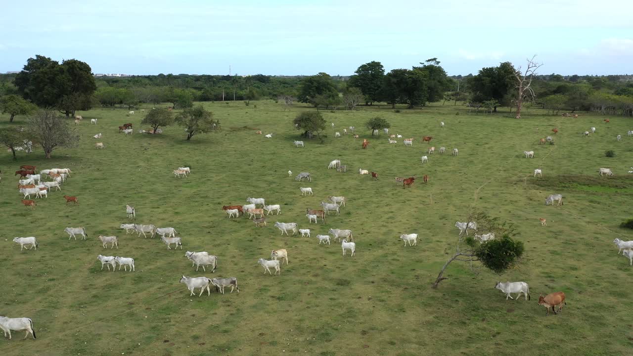 Aerial View of Cattle Grazing in a Lush Green Pasture