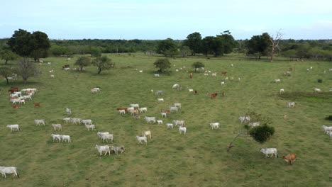 vista aérea de ganado pastando en un pasto verde exuberante