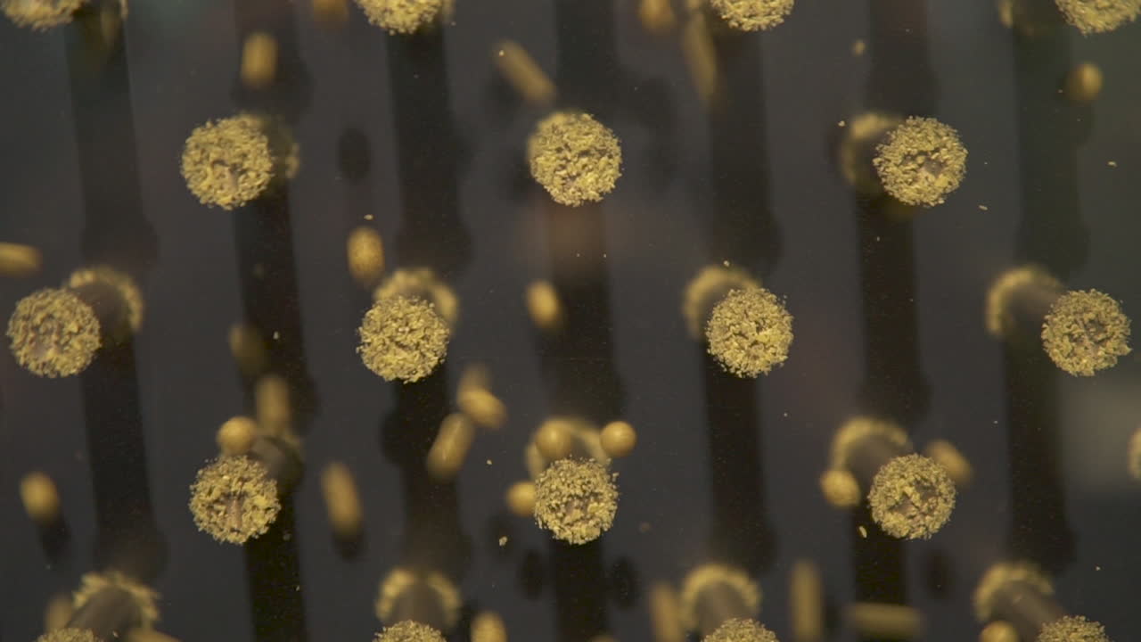 experimento científico que demuestra la campana de gauss con bolas aleatorias cayendo