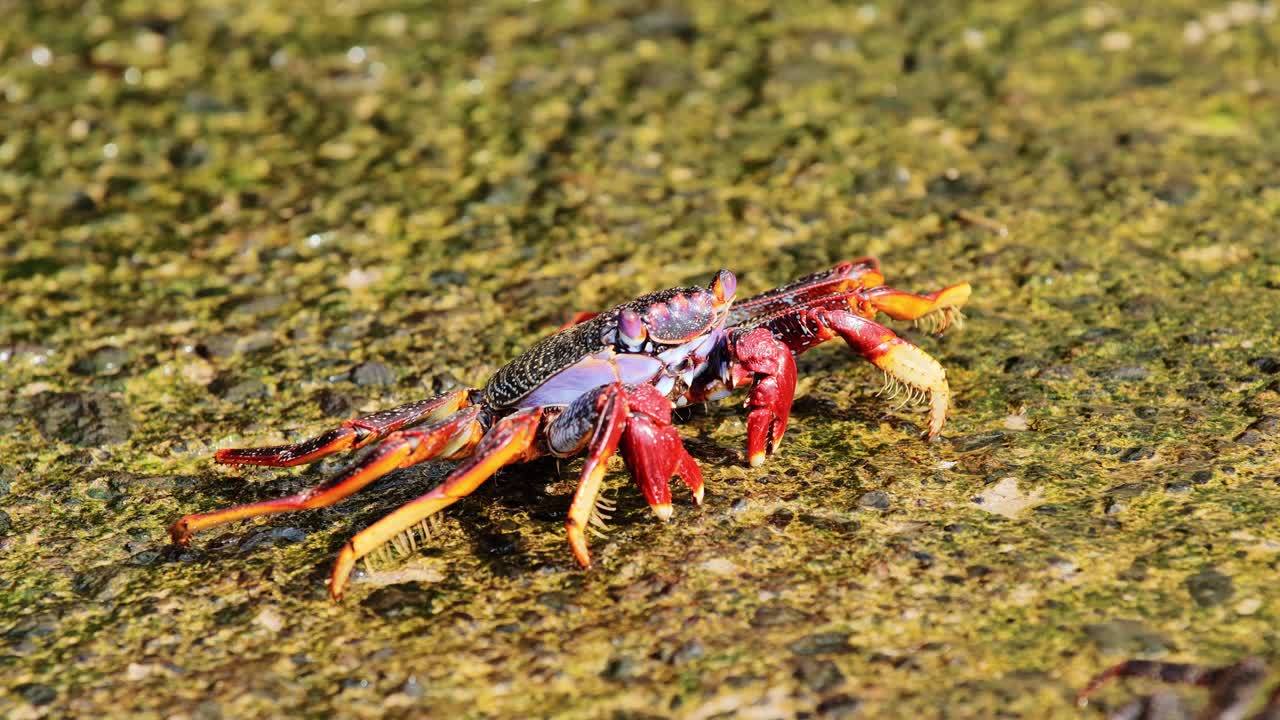 Close-up of a vibrant bright red and orange coastal Sally Lightfoot crab, Spain