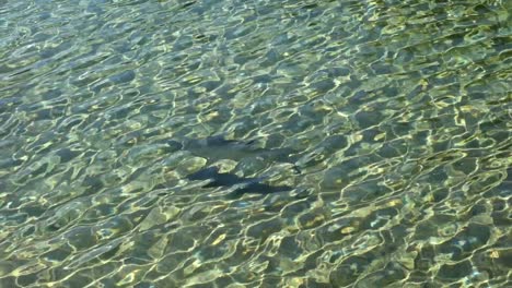 Peces-Nadando-En-Aguas-Poco-Profundas-Y-Claras,-Reflejando-La-Luz-Del-Sol.