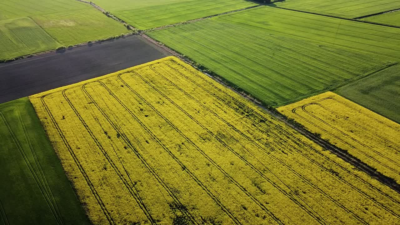 vuelo aéreo de aves sobre el floreciente campo de colza, volando sobre flores amarillas de canola, paisaje idílico, hermoso fondo natural, tiro alto de drones avanzando, inclinado hacia abajo