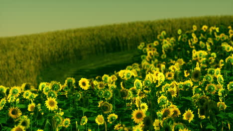 Feld-Blühender-Sonnenblumen-Auf-Einem-Hintergrundsonnenuntergang