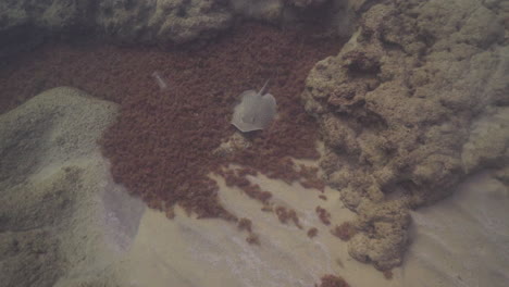 una botella de plástico en el mar cerca de la raya