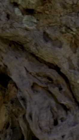 primer plano de un tronco de árbol