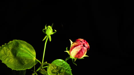 Red-hibiscus-time-lapse-of-new-life-floral-bloom-start-on-black-background