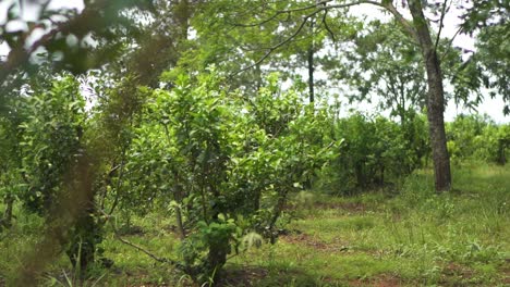 green forest covered with the yerba mate trees