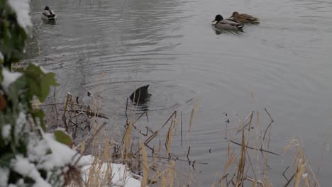 eurasian coot looking for food