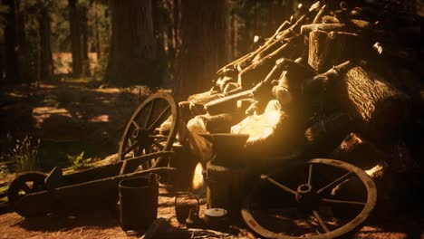 preparation of firewood for the winter in forest at sunset