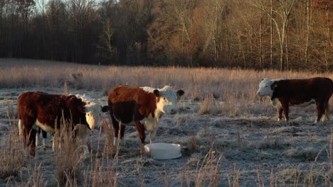 miniature cattle herd at golden hour in nature, winter farm morning