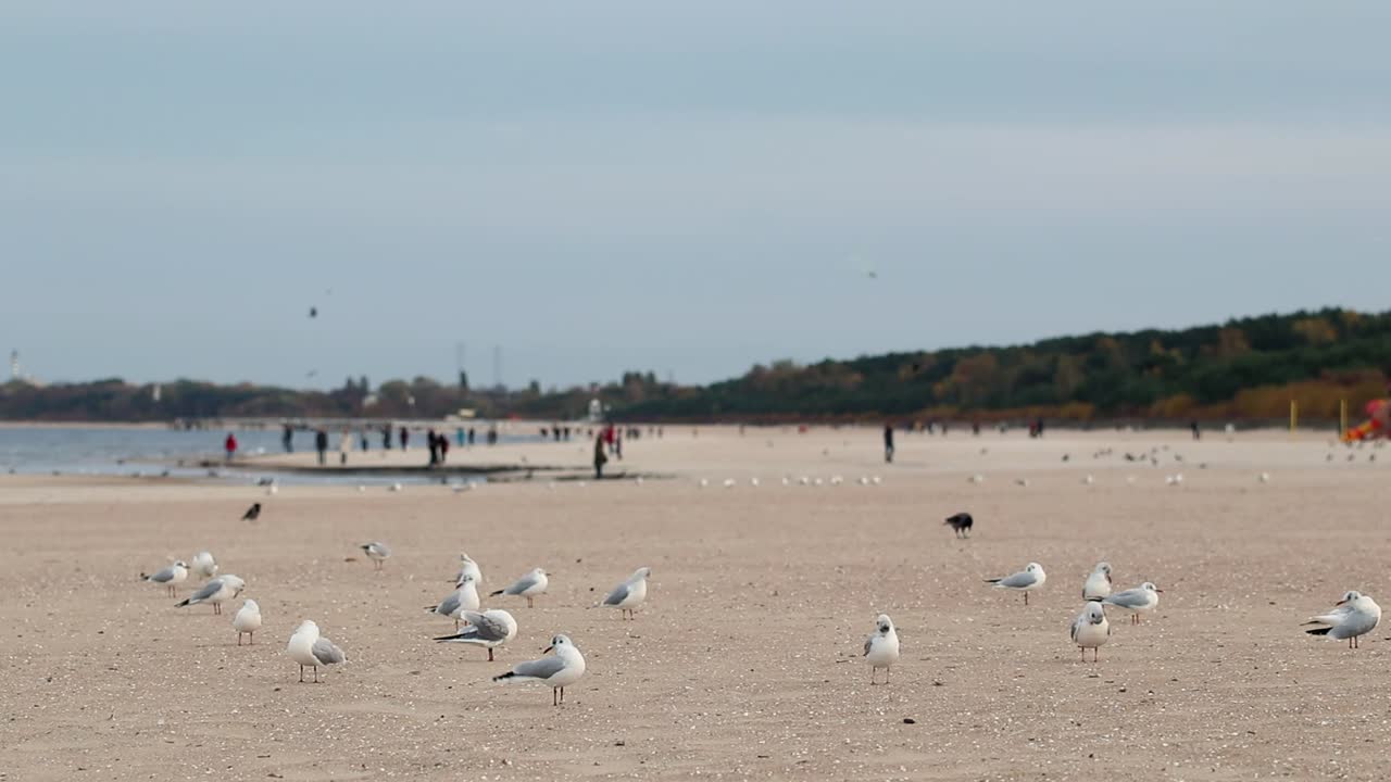 가을철 추운 날 해변을 걷고 있는 갈매기 떼