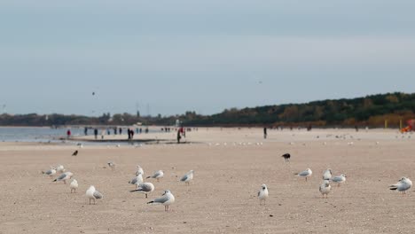 bandada de gaviotas caminando por la playa en un día frío de otoño