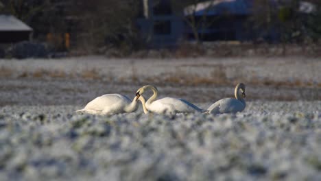 Tres-Cisnes-Mudos-Interactuando-Juntos-Y-Comiendo-Cultivos