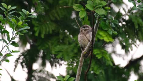 Camera zooms out revealing this owl resting before dark as it looks to the right,, Spotted Owlet Athene brama, Thailand