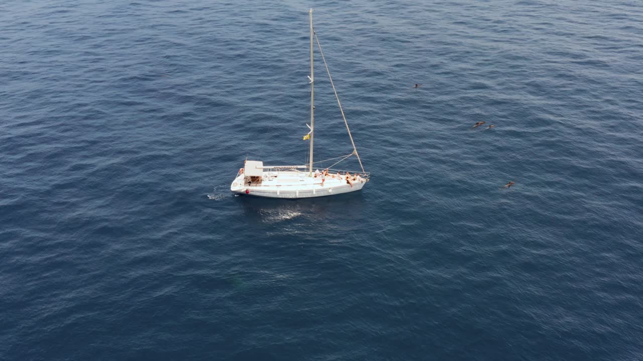 pequeña manada de ballenas piloto que rodean el yate de vela blanca, antena