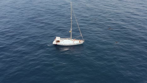 small pod of pilot whales surrounding white sail yacht, aerial