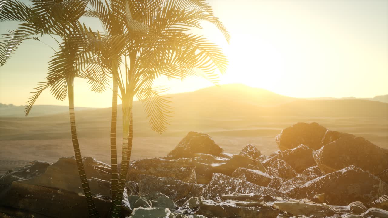 해가 지면서 사막에 있는  ⁇ 나무