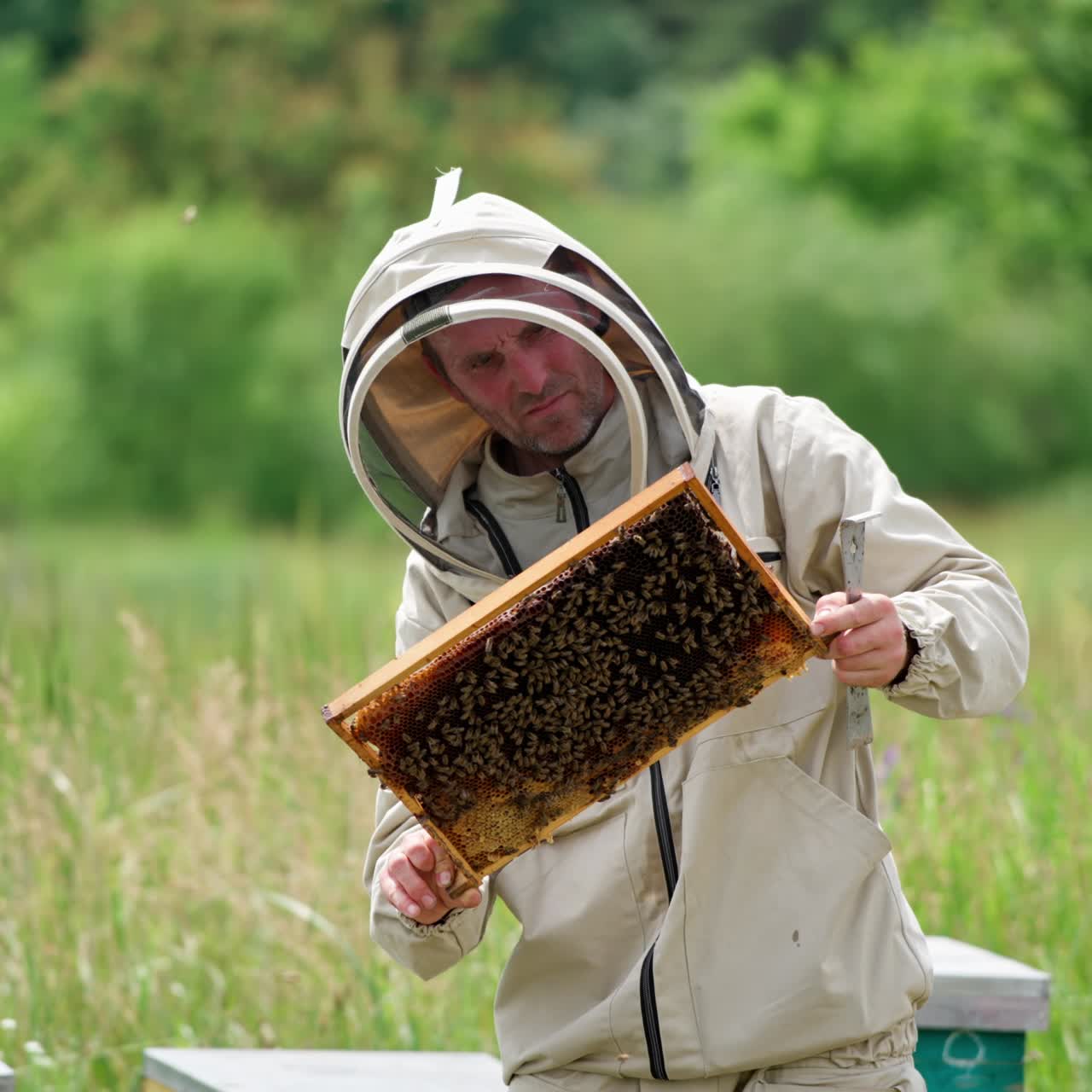 Attentive apiculturist looking thoroughly at the frame. Bees covering the frame and flying around the farmer. Nature background