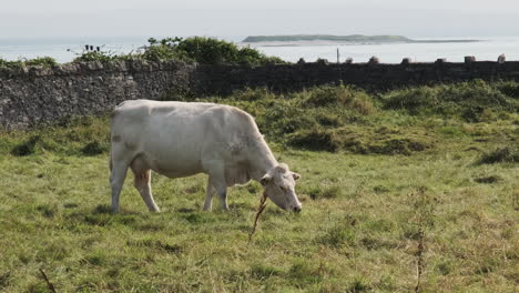 white dairy cow grazing on lush grass