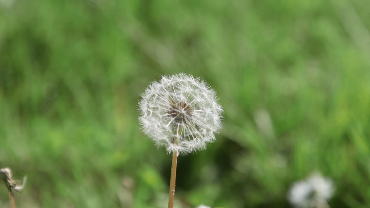 flor de diente de león sola, blanca y madura con cabeza de semilla
