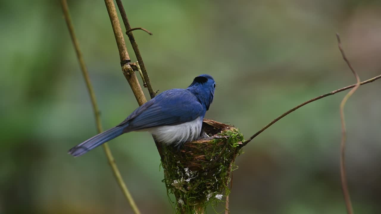 A male individual perched on its nest looking around and then enters to sit in its nest to incubate, Black-naped Blue Flycatcher, Hypothymis azurea, Kaeng Krachan, Thailand