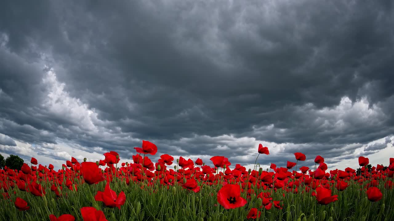 Red poppies are blooming in a field under a dramatic cloudy sky, creating a vibrant contrast between the colorful flowers and the ominous weather