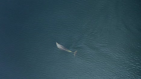 a peaceful bottlenose dolphin swims and surfaces to breathe in the sea