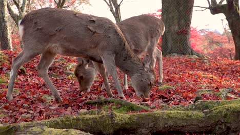 Nara-Hirsch,-Der-Rote-Ahornblätter-Im-Park,-Japan-Isst