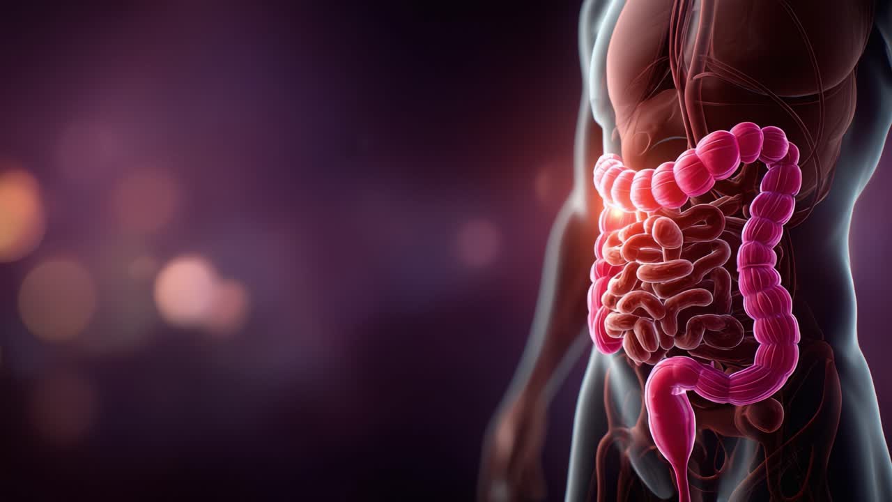 Detailed Visualization of the Human Digestive System Highlighting the Intestines in an Artistic Representation with a Focus on Structure and Functionality