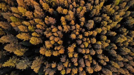 Drone-descent-showing-set-of-hundreds-of-larch-trees-in-arrow-shapes-from-above-in-Alberta