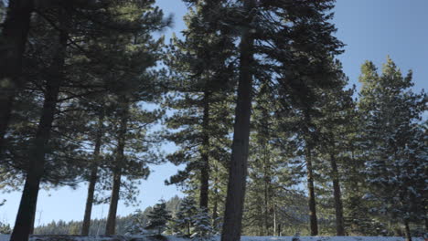 POV-from-car-of-Douglas-Fir-trees-going-past-in-slow-motion-in-Lake-Tahoe,-Nevada