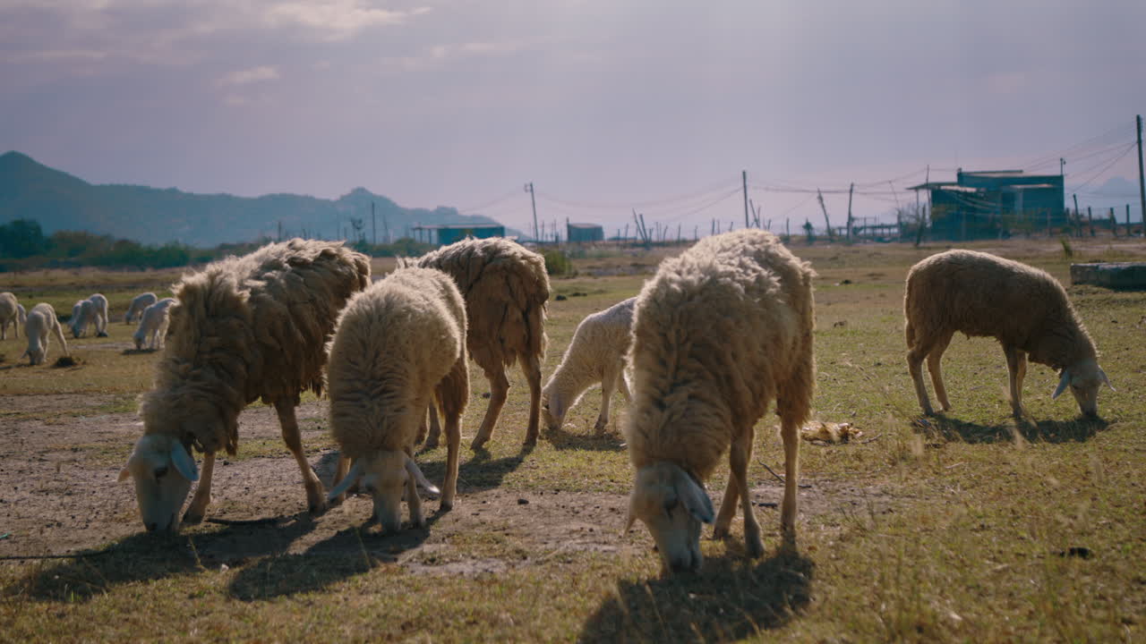 Flock of sheep grazing in a dry field
