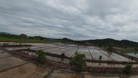 FPV-drone-over-brown-rice-paddies-drenched-in-water-on-Thailand-farm-South-East-Asia