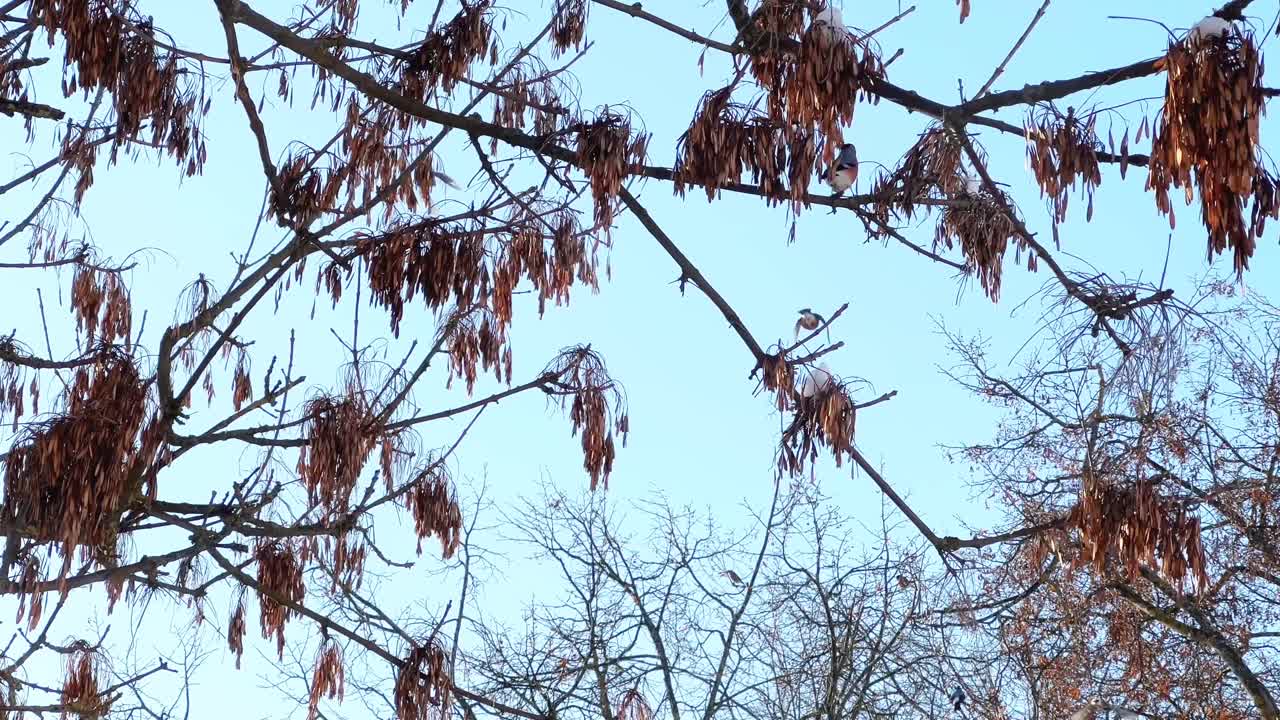 bullfinches perching on bare maple tree branches and eating seeds against a clear blue winter sky, showcasing vibrant red plumage and natural feeding behavior in the cold season