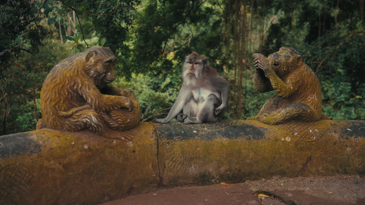 A cinematic wide shot capturing a real long-tailed macaque sitting between two weathered stone monkey statues on a ledge in the Sacred Monkey Forest Sanctuary, Ubud